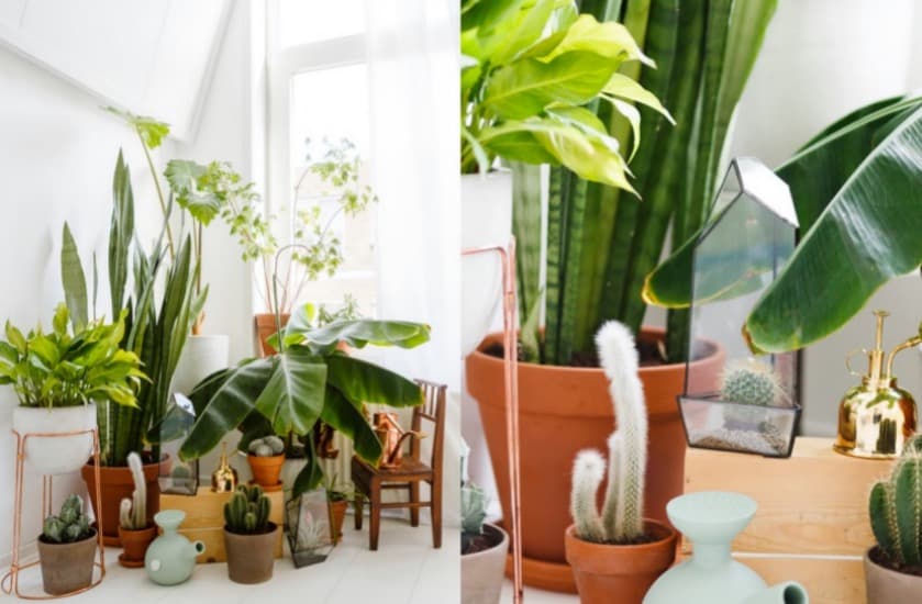 choisir sa plante d'intérieur cactus