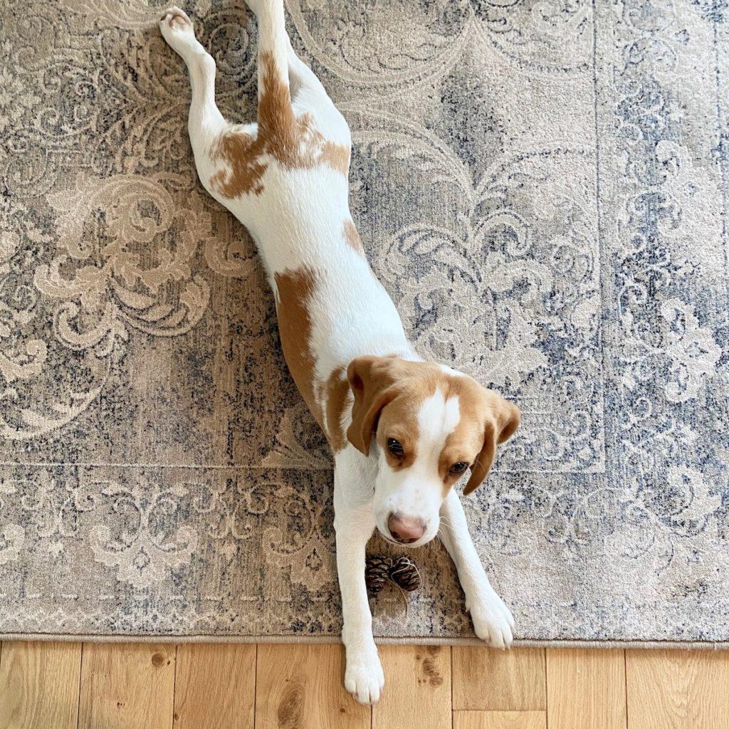 chiot chien entretien tapis moldave en laine pas cher - blog déco
