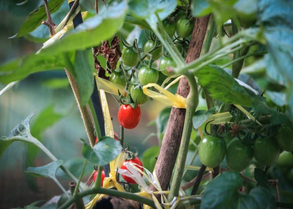 potager intérieur tomate cerise - blog déco - clematc