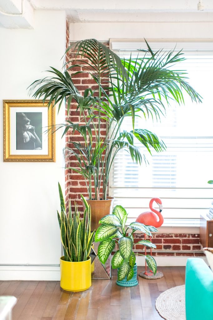 Urban jungle colorée appartement fluo multicolore