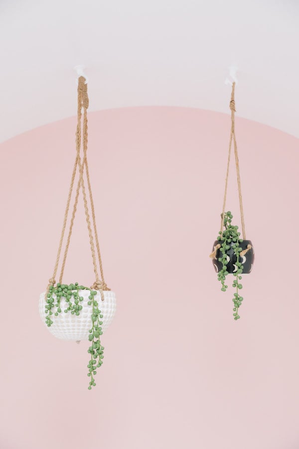 plante suspendue mur rose sunset à san francisco blog déco clemaroundthecorner