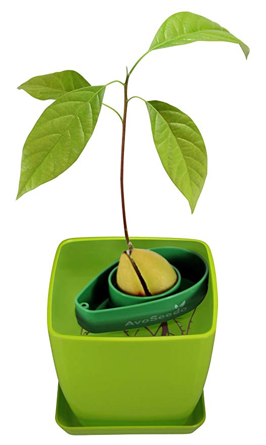 kit faire pousser graine et gland facile flotteur montessori
