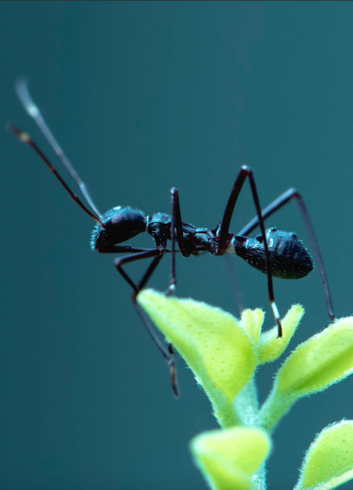 savon noir repousse les fourmis naturellement écoresponsable jardin - blog déco - clematc