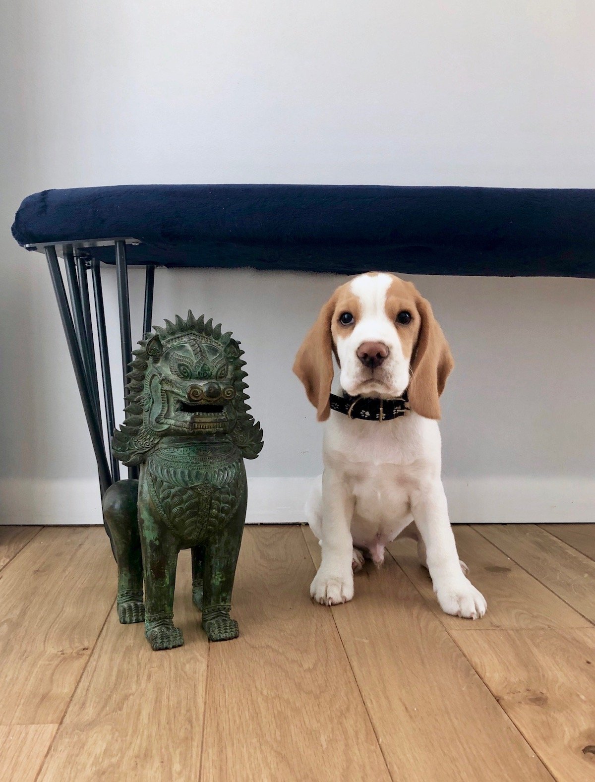 statuettte tigre thailande chien chiot bébé beagle lemon clemaroundthecorner