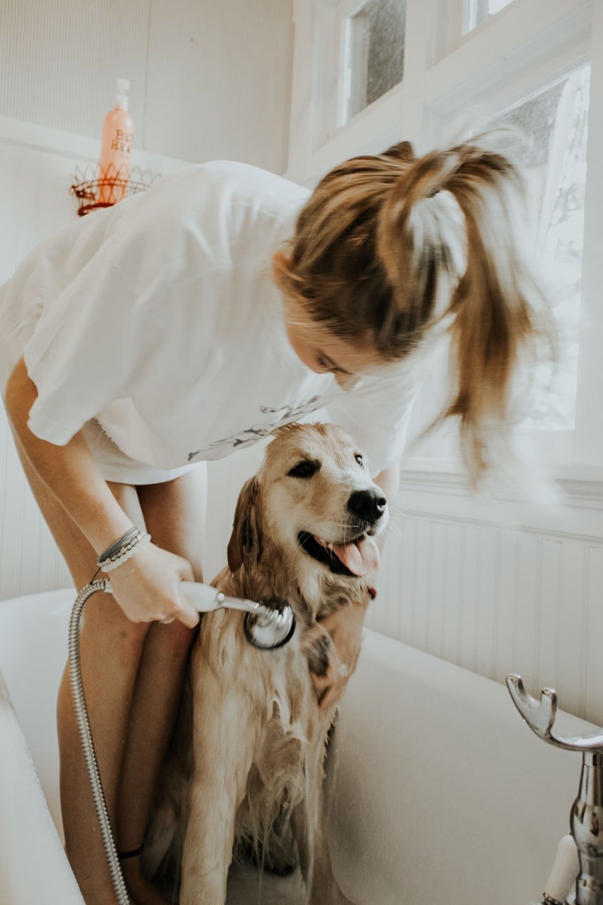 répulsif anti puces naturel chien chat - blog déco - clemaroundtehcorner