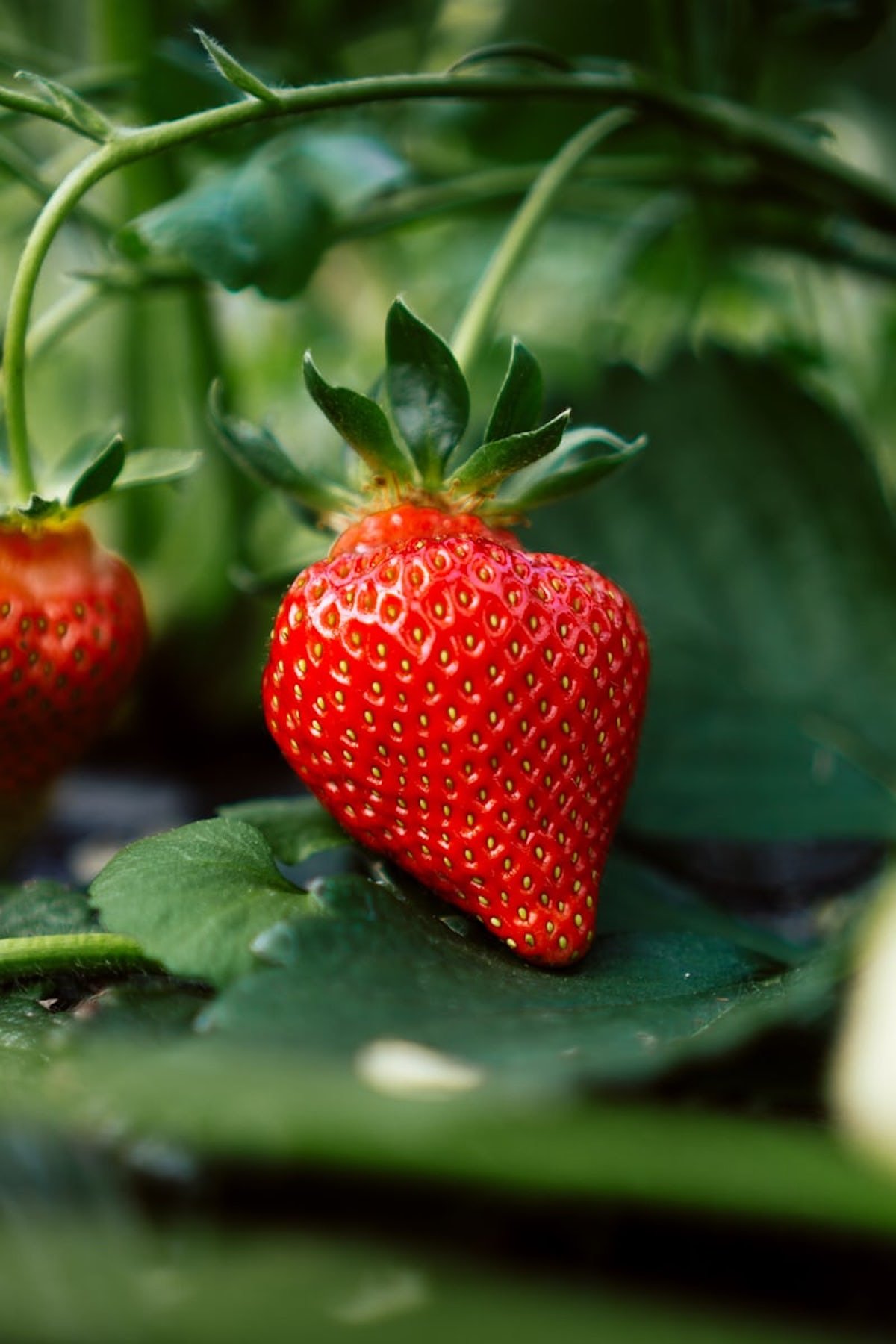 fraisier fraise fruit rouge que planter en avril verger - blog déco - clemaroundthecorner