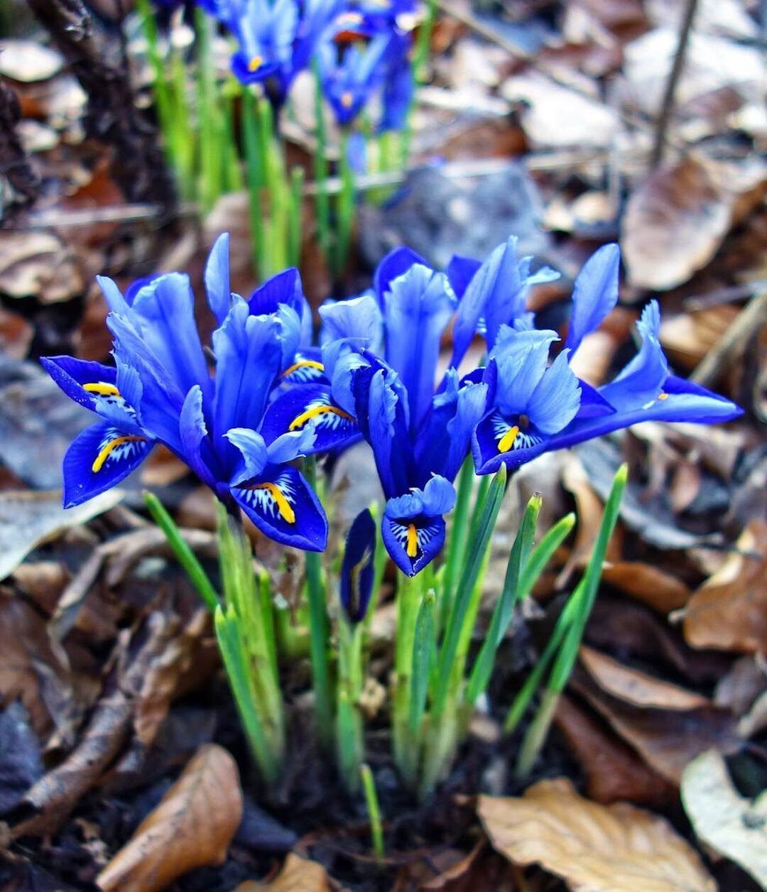 iris nain fleurs bleues jaune tige verte bouquet jardin terrasse