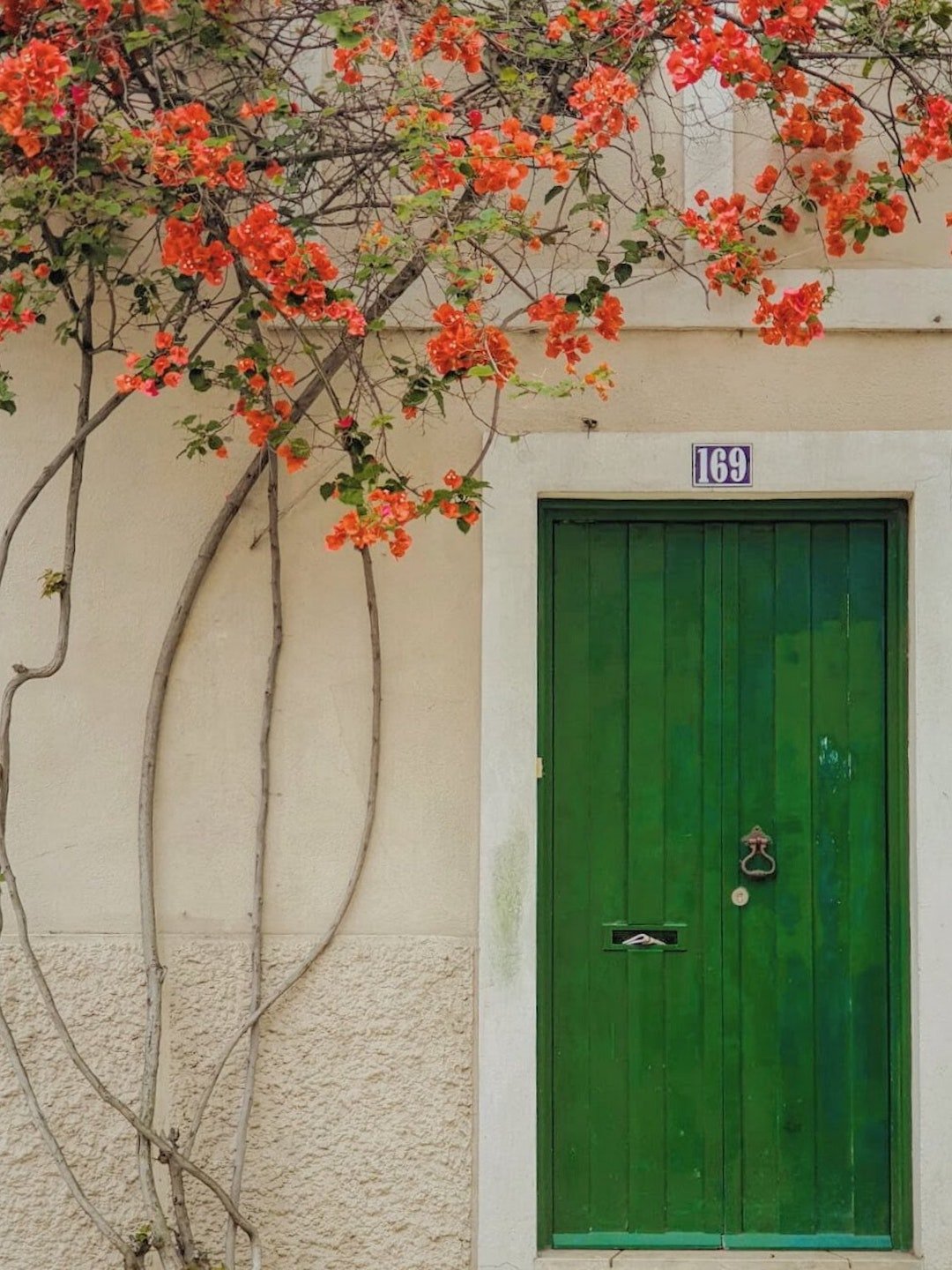 porte exterieure verte plante grimpante orange mur beige