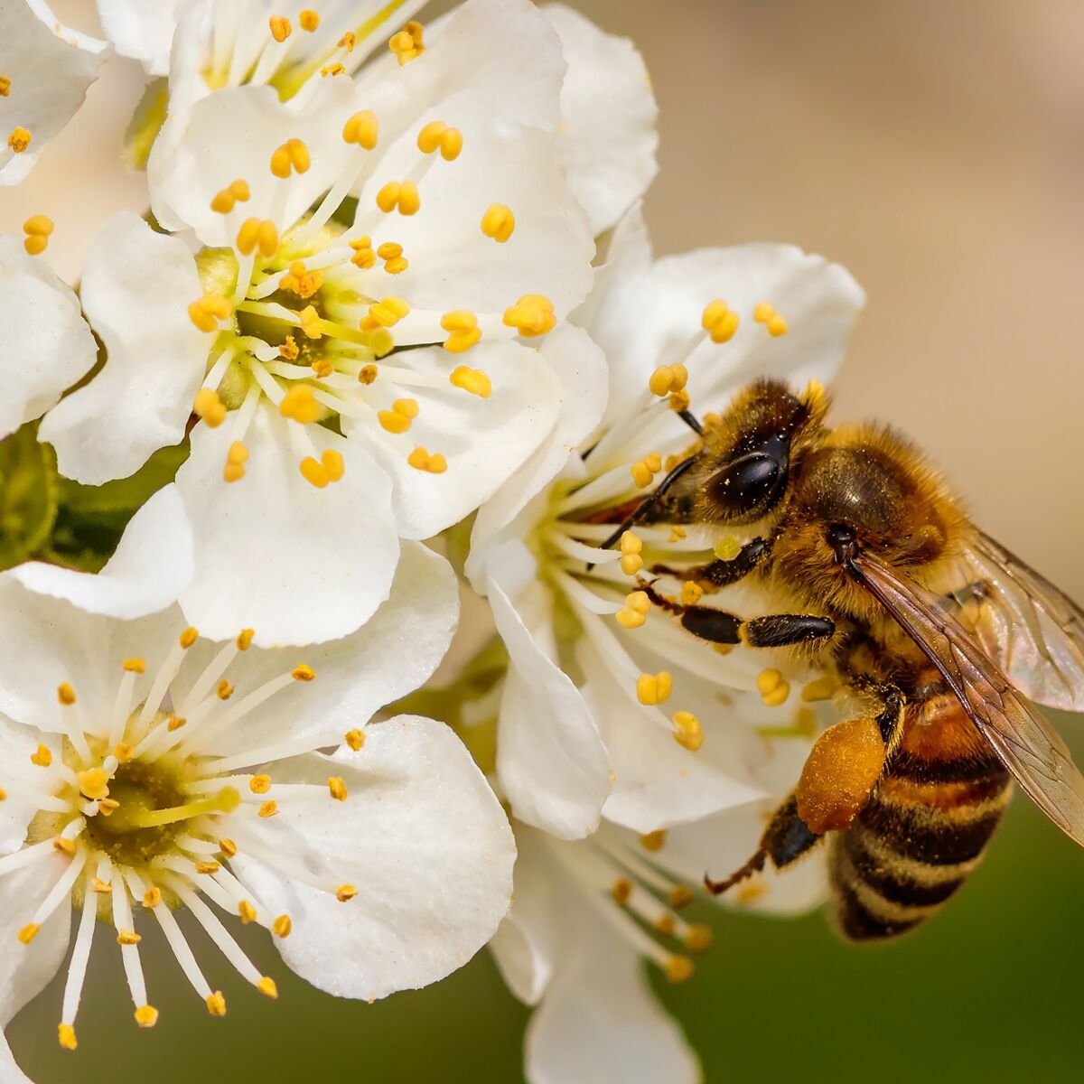 abeille ville fleur blanche elevage balcon ville