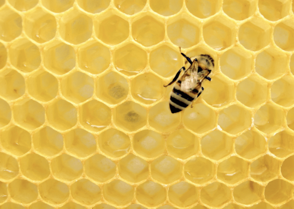 avoir une ruche chez soi sauver les abeilles ruche - blog déco - clemaroundthecorner