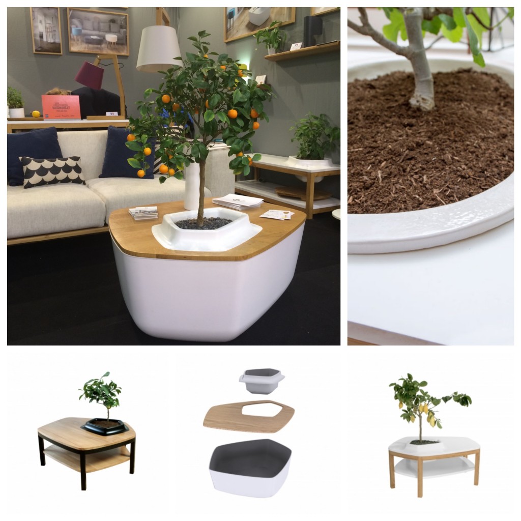 Bellila meubles made in france. table basse et arbre fruitier. un pot de fleur dans la table. www.clemaroundthecorner.com.